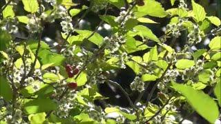 Growing the Mulberry Tree - Spring Tree Shaping and Trimming for Maximum Fruit