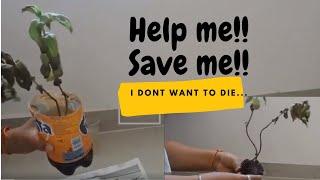 How to Revive a Dying plant #dying plant #dying plant care #dying plants how to save