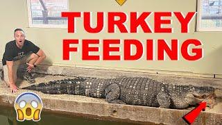 How The Alligators Eat On Thanksgiving