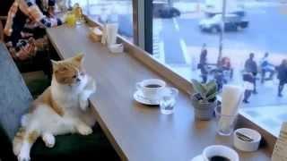 Крутой кот сидит в КафешкеУмный кот пьет чай