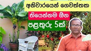 ගෙවත්තෙ මේ පළතුරු 5 තියෙනවද බලන්න  Top 5 Fruit Plants  Ceylon Agri 233