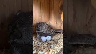 வித்தியாசமான ஆந்தைகள்  Amazing Burrowing Owl  Tamil Info Share #shorts