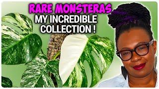My Incredible Collection of STUNNING Monsteras - You Wont Believe Your Eyes