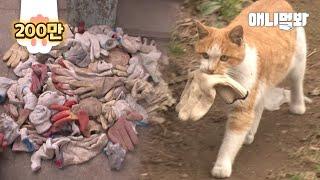 What Stray Cat Brought Every Day To Repay His Savior Is