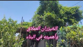 الخيزران العملاق وأهميته في البناء.Giant bamboo and its importance in construction.