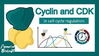 Cyclin and CDK in cell cycle  progression  How Cyclin CDK works?