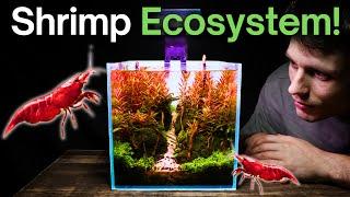 I Made a Nano Shrimp Aquarium Here’s How