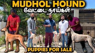 Mudhol Hound வேட்டைநாய்கள் Dogs for Sale  Coimbatore Radan Kennel  Puppies for sale