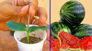 السر وراء تطعيم البطيخ والخيار والكوسة Watermelon graft