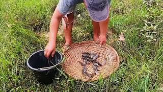 Banyak Ikan Terdampar Di Rawa Semak Blukar Tinggal Pungut