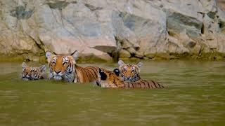 Hear the big cats of the Jim Corbett National Park  Uttarakhand