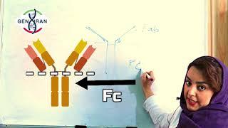 در مورد ساختار آنتی‌ بادی بیشتر بدانید