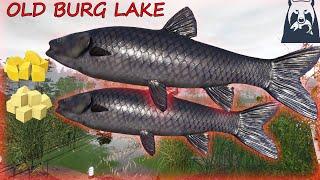 Russian Fishing 4 RF4 Old Burg Lake Black Carp Spot BISTRO 