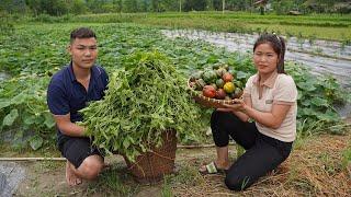 Harvesting Vegetable Squash Goes to the market sell - Gardening  Trieu Thi Lieu
