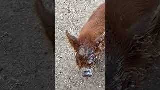 Cute piglet is a very messy eater #piglet #cutepiglets #offgridlifestyle #shorts #redvelvet