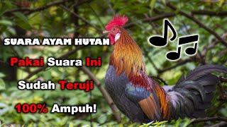 Suara Ayam Hutan untuk Memikat Keajaiban di Alam Liar