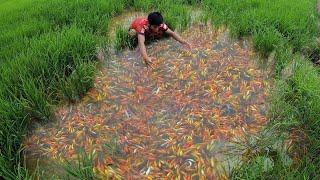 Super Amazing Found A Lot Betta Fish Goldfish & KOi Fishes in Rice Field Farm