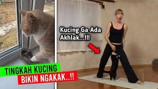 Kucing Kesurupan Saat Live Streaming.. Deretan Tingkah Kucing Paling Bikin Ngakak