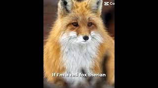 Your a red fox therian right?  #therian #redfox #silverfox #therianthropy  #frogferrets