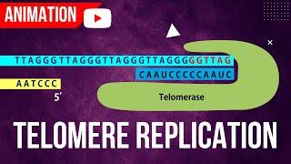 Telomere Replication Animation  End Replication Problem  Action of Telomerase