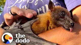 33-Year-Old Bat Loves to Curl Around His Caregivers Arm and Fall Asleep  The Dodo