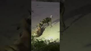 Lone Wild Dog vs Impala