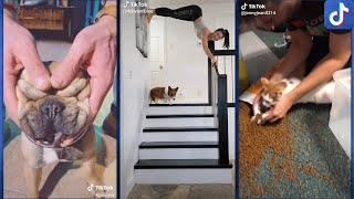 FunnyCute Animal TikToks April 2020   Tik Tok Compilation