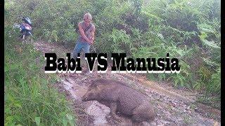 Babi vs Manusia  Pig vs. Man Amazing