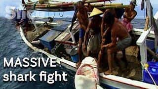 Fishing for shark fins battle against a tiger shark  SLICE