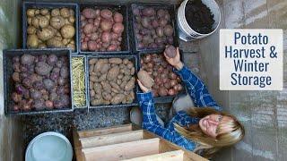 Salvaging An Old Well Pit & Turning it Into a Root Cellar - Potato Harvesting  & Storage