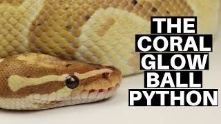 Morph Guide #6 The Coral Glow Ball Python - Benjamins Exotics