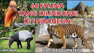 60 FAUNA HEWAN YANG DILINDUNGI DI INDONESIA