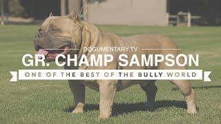 AMERICAN BULLY GR. CH. SAMPSON ONE OF THE BULLY WORLDS BEST