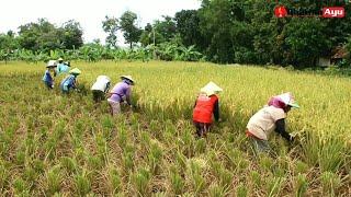 Panen Padi Tradisional