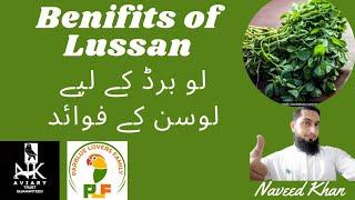 Benefits of Lussan Alfafalfa  For Love Birds  Lussan Deny Ka Tareeka.#lovebirds