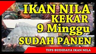 Ikan Nila Kekar Jenis Ikan Nila Unggul Yang Cepat Panen