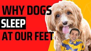 Why Do Dogs Sleep At Your Feet?