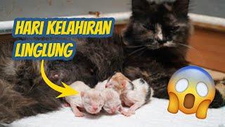 PERJUANGAN IBU KUCING PERSIA MELAHIRKAN 4 ANAK