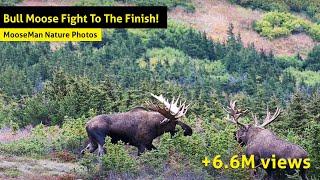 Alaska Bull Moose Fight To The Finish