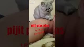 Pijit kucing plus plus