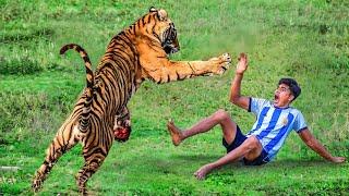 Tiger Attack Man in Forest  Royal Bengal Tiger Attack Fun Made Movie part 8