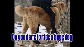 Dare to ride a large dog?Alabai Central Asian Shepherd Biggest ferocious dog huge dog Giant dog