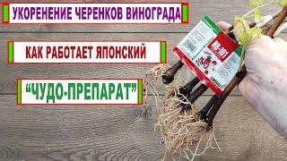  НВ-101. Японский чудо препарат. Корни на черенках винограда прут просто на нюх...