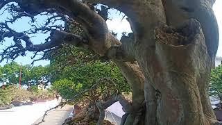 Bonsai serut jumbo mantap buat inspirasi