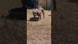 $500 Houston Texas RN ️ #nbf #xlbully #pullup #nbfkennel #americanbully #texas #pitbull