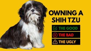 Owning a Shih Tzu The Good The Bad The Ugly