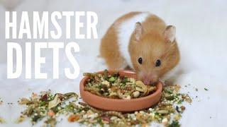 What To Feed Your Hamster  Hamster diets