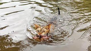 A mother cat diving in water to migrate her kittens. Just unbelievable