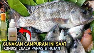 UMPAN IKAN NILA LIAR YANG SAYA COBA INI TERBUKTI AMPUHCampuran Lumut