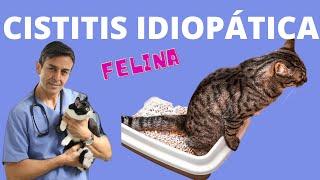 CISTITIS IDIOPATICA FELINA MI GATO NO PUEDE ORINAR CON NORMALIDAD